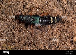 Attēlu rezultāti vaicājumam “Platydracus fulvipes”