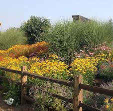 Image result for Rudbeckia fulgida