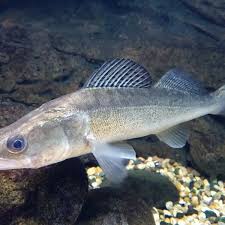 Image result for Sander canadensis/vitreus