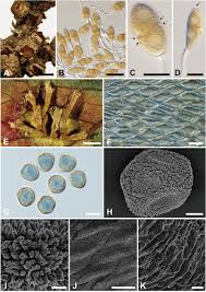 Attēlu rezultāti vaicājumam “Gymnosporangium sp.”