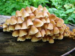 Attēlu rezultāti vaicājumam “Mycena renati”