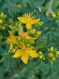 Attēlu rezultāti vaicājumam “Hypericum maculatum”