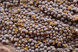 Attēlu rezultāti vaicājumam “Perichaena corticalis”