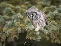 Attēlu rezultāti vaicājumam “Aegolius funereus”