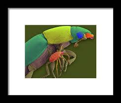 Attēlu rezultāti vaicājumam “Poecilochirus sp.”