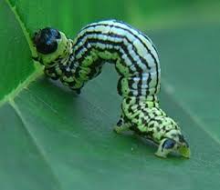 Attēlu rezultāti vaicājumam “Abraxas sylvata imago”