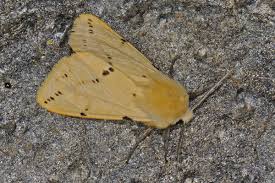 Attēlu rezultāti vaicājumam “Spilosoma lutea”
