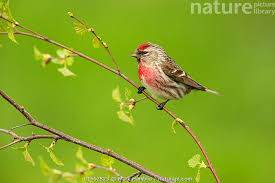 Attēlu rezultāti vaicājumam “Carduelis flammea”