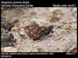 Attēlu rezultāti vaicājumam “Hesperia comma underside”