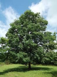 Attēlu rezultāti vaicājumam “Robinia pseudoacacia”