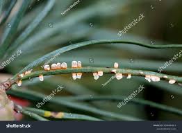 Attēlu rezultāti vaicājumam “Coleosporium sp.”