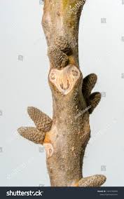 Attēlu rezultāti vaicājumam “Juglans x sinensis leaf”