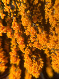 Attēlu rezultāti vaicājumam “Badhamia lilacina var. megaspora spores”