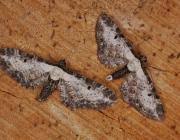 Attēlu rezultāti vaicājumam “Eupithecia succenturiata”