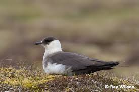 Image result for Stercorarius parasiticus