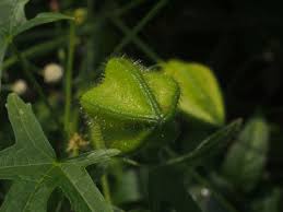 Image result for Abelmoschus moschatus