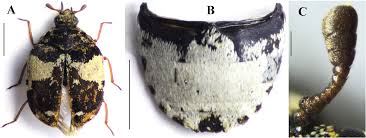 Attēlu rezultāti vaicājumam “Anthrenus sp.”