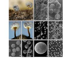 Attēlu rezultāti vaicājumam “Physarum, Nannengaella sp.”