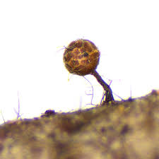 Attēlu rezultāti vaicājumam “Trichia crateriformis stalked”