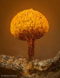 Attēlu rezultāti vaicājumam “Physarum auriscalpium young”