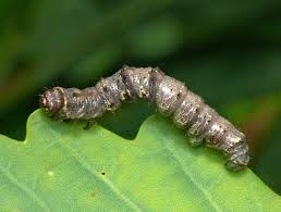 Attēlu rezultāti vaicājumam “Phigalia pilosaria”