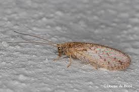 Attēlu rezultāti vaicājumam “Hemerobiidae”