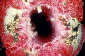 Attēlu rezultāti vaicājumam “Byturus tomentosus”