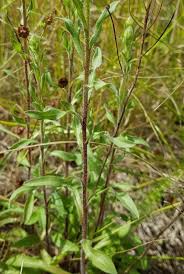 Attēlu rezultāti vaicājumam “Erigeron acris”