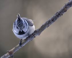 Attēlu rezultāti vaicājumam “Lophophanes cristatus adult”