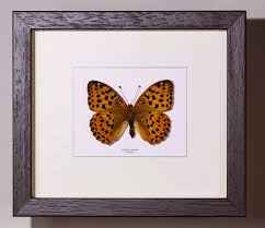 Attēlu rezultāti vaicājumam “Argynnis laodice male”