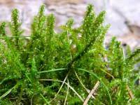 Attēlu rezultāti vaicājumam “Rhytidiadelphus squarrosus”