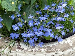 Image result for Lobelia erinus