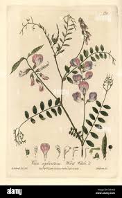 Attēlu rezultāti vaicājumam “Vicia sylvatica”