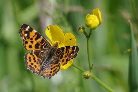 Attēlu rezultāti vaicājumam “Araschnia levana underside”