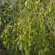 Attēlu rezultāti vaicājumam “Santalaceae”