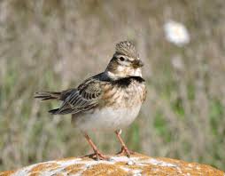 Image result for Melanocorypha calandra