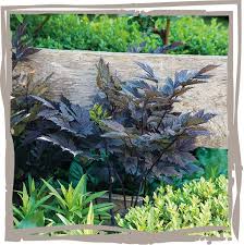 Image result for Silberkerze