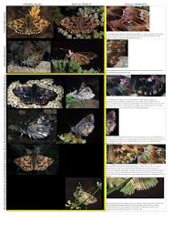 Attēlu rezultāti vaicājumam “Carcharodus floccifera upperside”