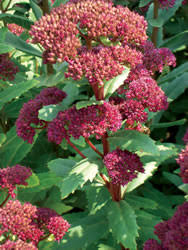 Attēlu rezultāti vaicājumam “Exobasidium splendidum”