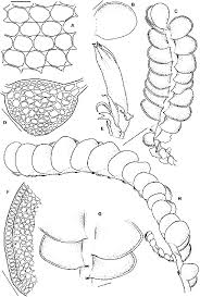 Attēlu rezultāti vaicājumam “Odontoschisma denudatum cells”