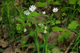 Attēlu rezultāti vaicājumam “Stellaria holostea fruit”