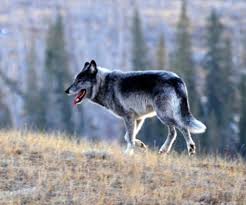 Attēlu rezultāti vaicājumam “Canis lupus”