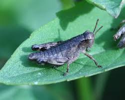 Attēlu rezultāti vaicājumam “nymph”