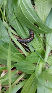 Attēlu rezultāti vaicājumam “Cucullia lucifuga”