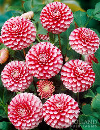 Image result for Dahlia x pinnata `Pompon Lilliput`