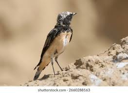 Image result for Oenanthe pleschanka