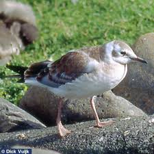 Attēlu rezultāti vaicājumam “Larus ridibundus juvenile”