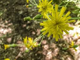 Attēlu rezultāti vaicājumam “Hieracium umbellatum bud”