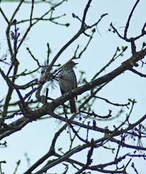 Attēlu rezultāti vaicājumam “Turdus viscivorus”
