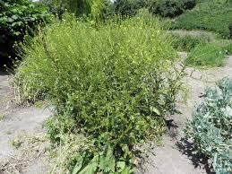 Attēlu rezultāti vaicājumam “Bunias orientalis”